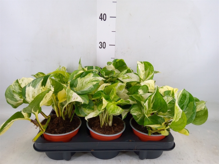 <h4>Epipremnum   ...</h4>