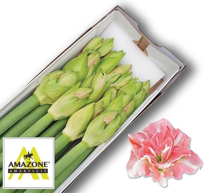 <h4>HIPPEASTRUM DG 'LOVELY NYMPH'</h4>