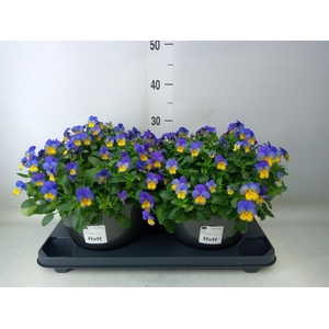 Viola corn. 'Evo Mini Yellow Blue'