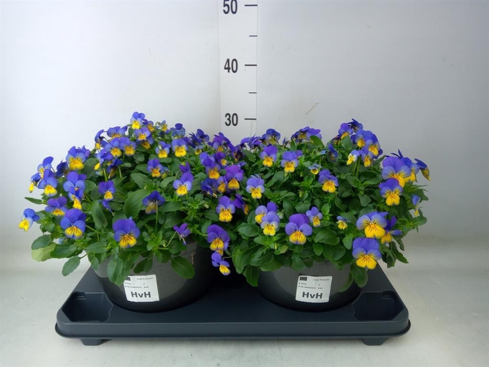 <h4>Viola corn. 'Evo Mini Yellow Blue'</h4>