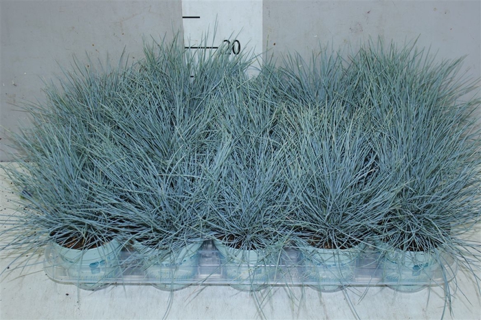 <h4>Festuca Gl. Compacta Blue</h4>