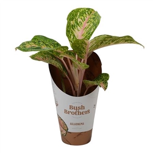 Aglaonema Pink Dark Star