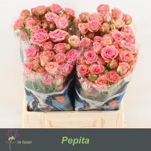 Rosa spray pepita