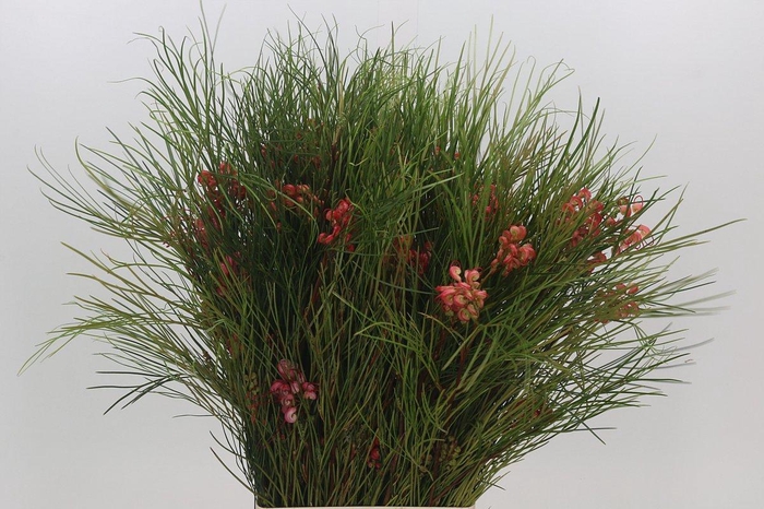 <h4>Grevillea Johnsonii</h4>