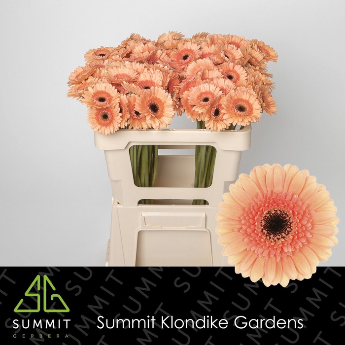 <h4>GERBERA MI 'COOKIES N CREAM'</h4>