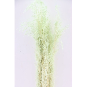 Dried Munni Grass Mint Green Bunch