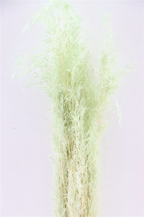 <h4>Dried Munni Grass Mint Green Bunch</h4>