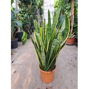 Sansevieria Laurentii