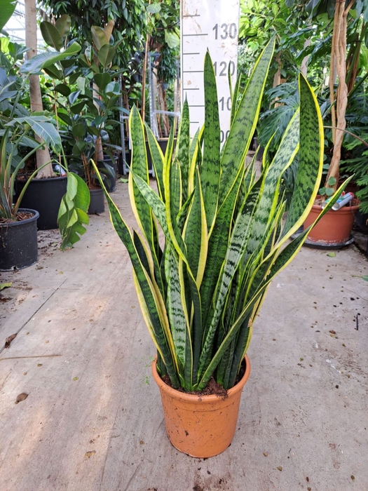 <h4>Sansevieria Laurentii</h4>