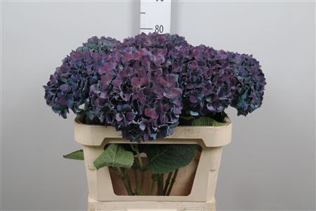 <h4>Hydr Cl M Pimpernel</h4>