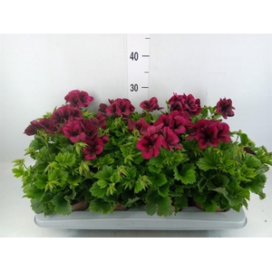 Pelargonium gran. 'Regalia Chocola'