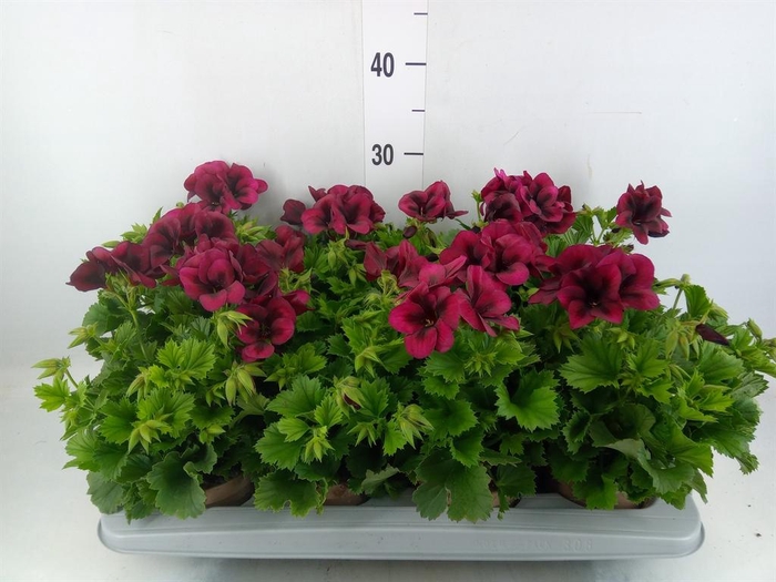 <h4>Pelargonium gran. 'Regalia Chocola'</h4>