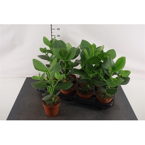 Clusia Rosea Princess 12 Cm. Pot