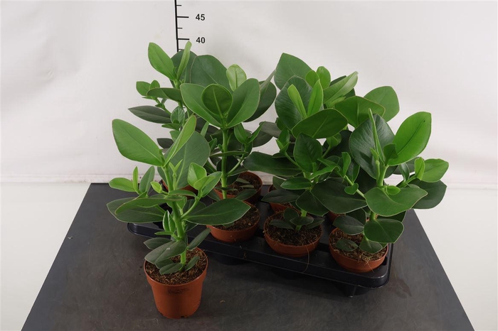 <h4>Clusia Rosea Princess 12 Cm. Pot</h4>