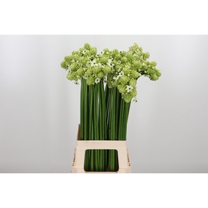 Ornithogalum Saundersiae