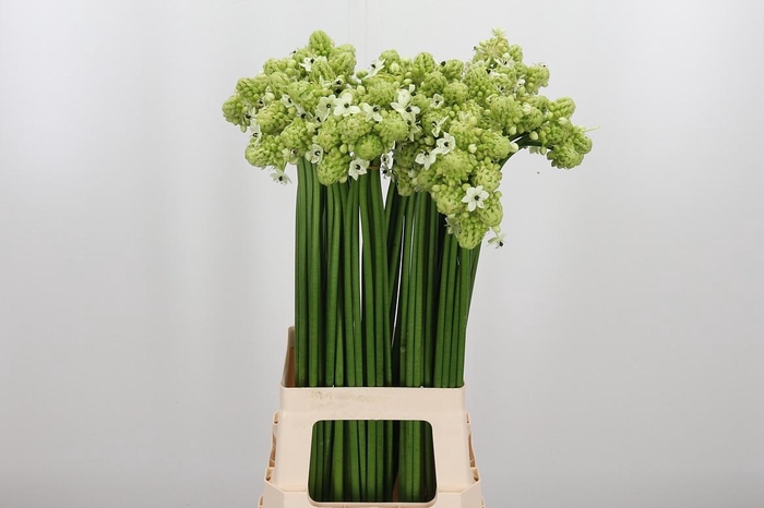 <h4>Ornithogalum Saundersiae</h4>