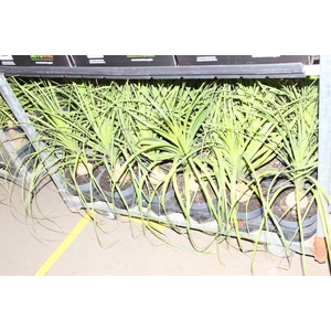 BEAUCARNEA P20