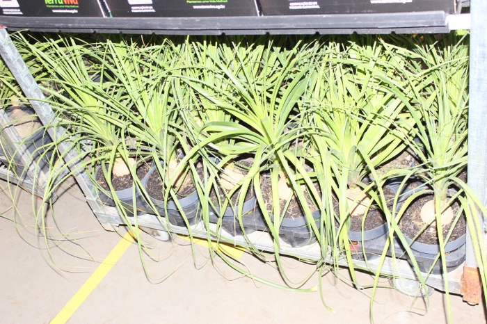 BEAUCARNEA P20