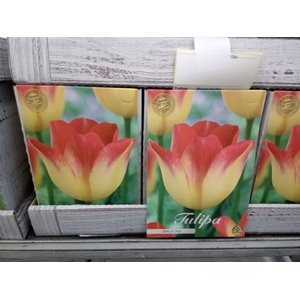 Tulipa   ...flowerbulbs