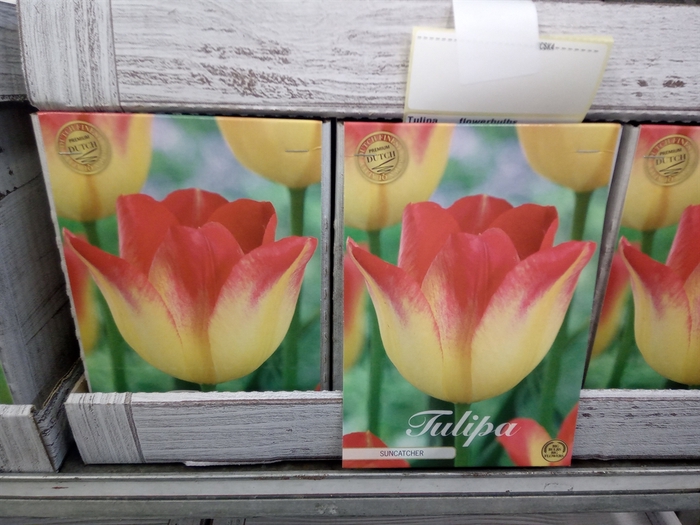 <h4>Tulipa   ...flowerbulbs</h4>