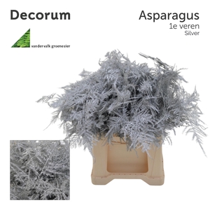 Asp 1e Veren Silver 45cm 566