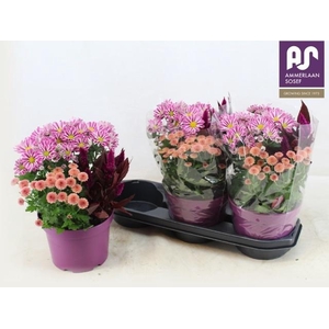 PERKPL GEM IN POT