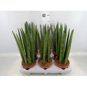 Sansevieria cyl.  ...