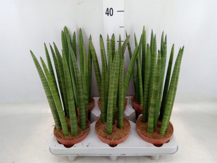 <h4>Sansevieria cyl.  ...</h4>