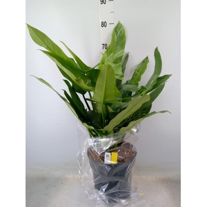 Philodendron  'Silver Queen'