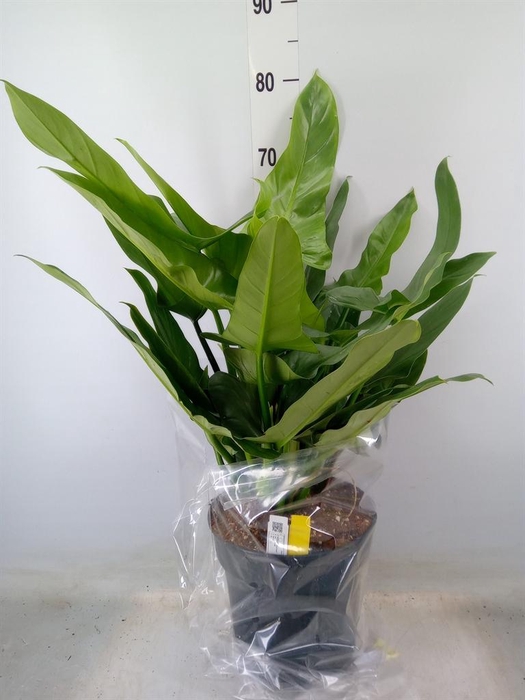 <h4>Philodendron  'Silver Queen'</h4>