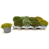 Sedum Mixk