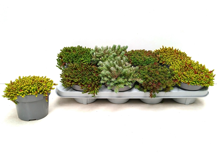 Sedum Mixk