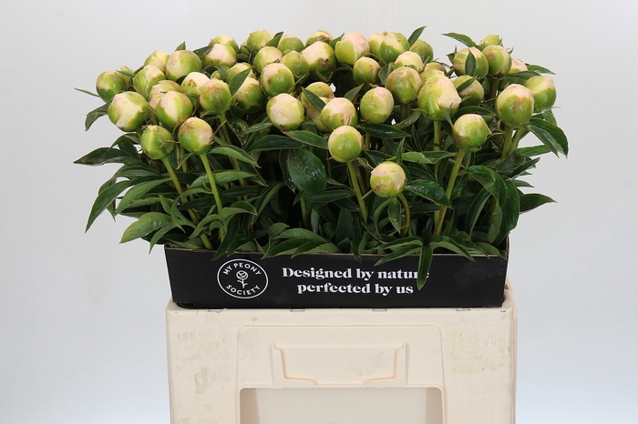 <h4>Paeonia Princess Bride</h4>
