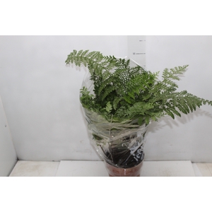 ASPLENIUM PARVATI P17