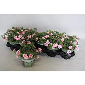 Calibrachoa Double Pink