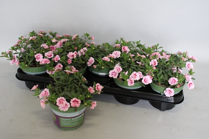 <h4>Calibrachoa Double Pink</h4>