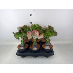 Euphorbia lactea 'Cristata'