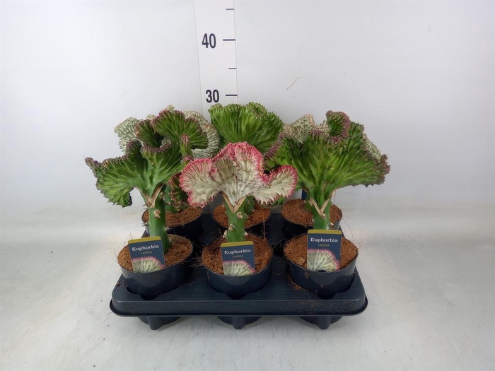<h4>Euphorbia lactea 'Cristata'</h4>
