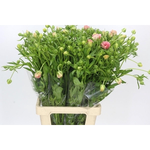 Ranunculus Magical Mascarpone