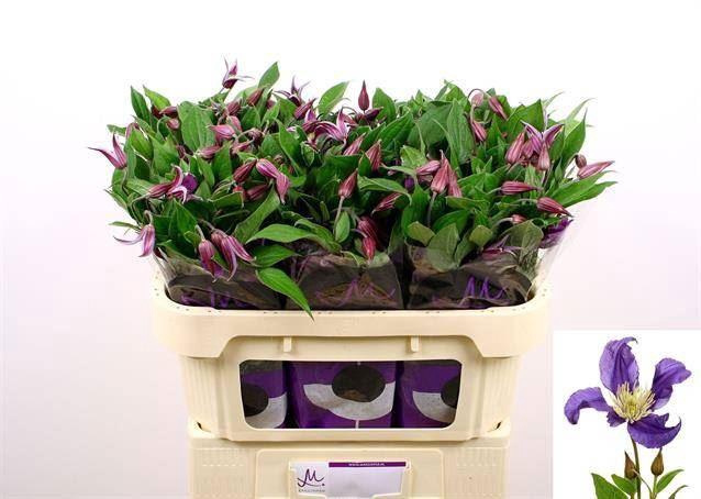 <h4>CLEMATIS BLUE PIROUETTE</h4>