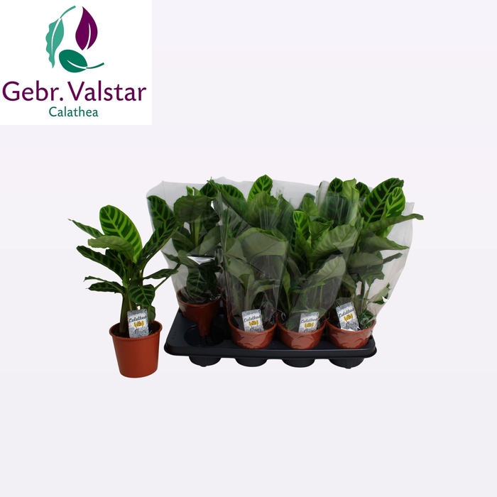 <h4>CALAT ZEBRINA</h4>