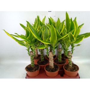 Dracaena frag. 'Golden Coast'