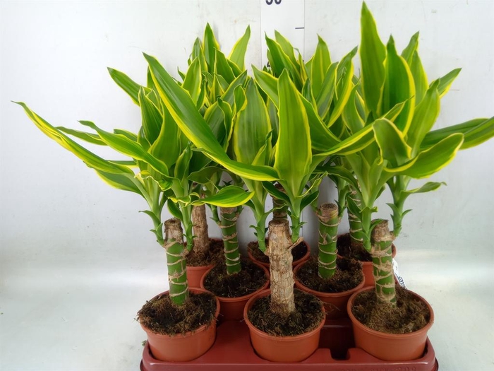 <h4>Dracaena frag. 'Golden Coast'</h4>