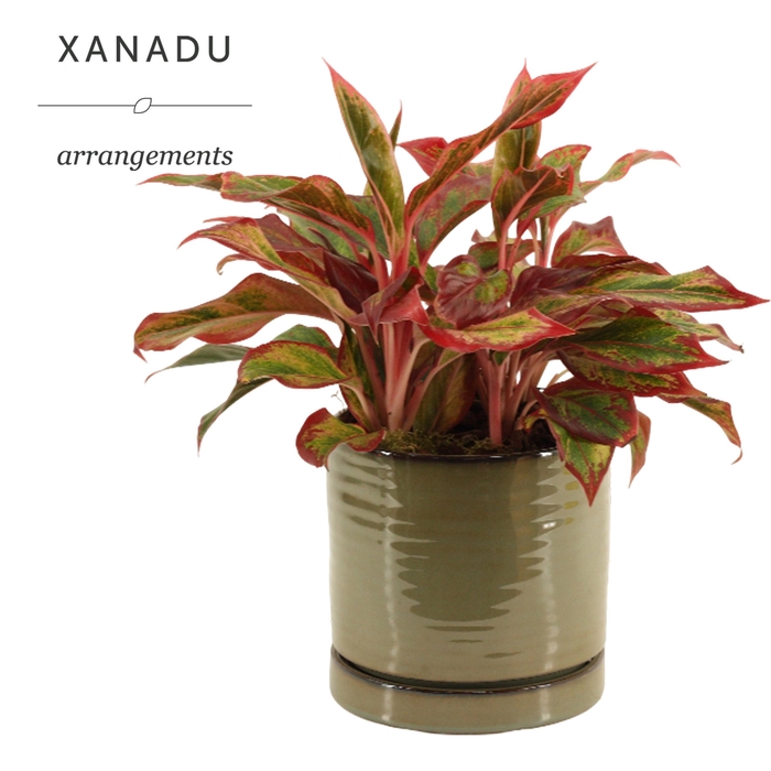 <h4>Xanadu Las Vegas</h4>