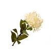 Leucospermum Nutan Cream