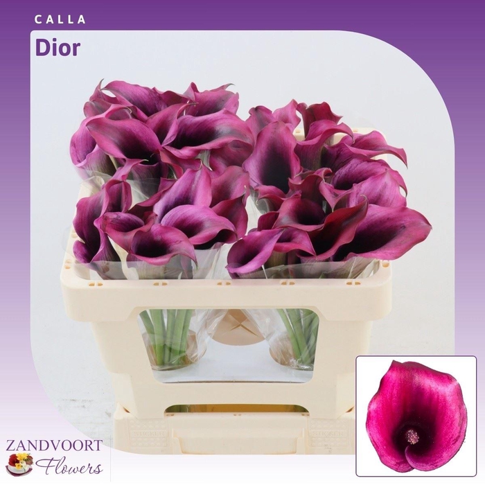 <h4>Calla Dior</h4>