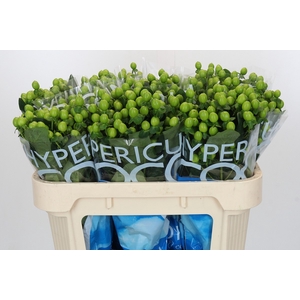 Hypericum Coco Bamboo