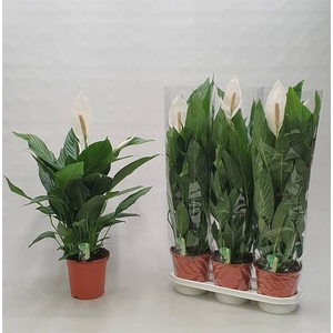 Spathiphyllum Bingo Cupido 19Ø 85cm 3fl