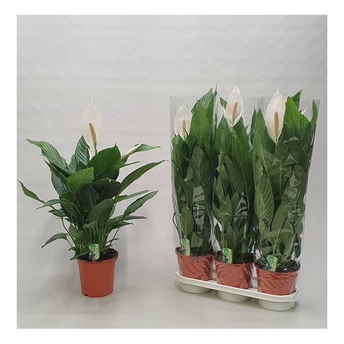 <h4>Spathiphyllum Bingo Cupido 19Ø 85cm 3fl</h4>