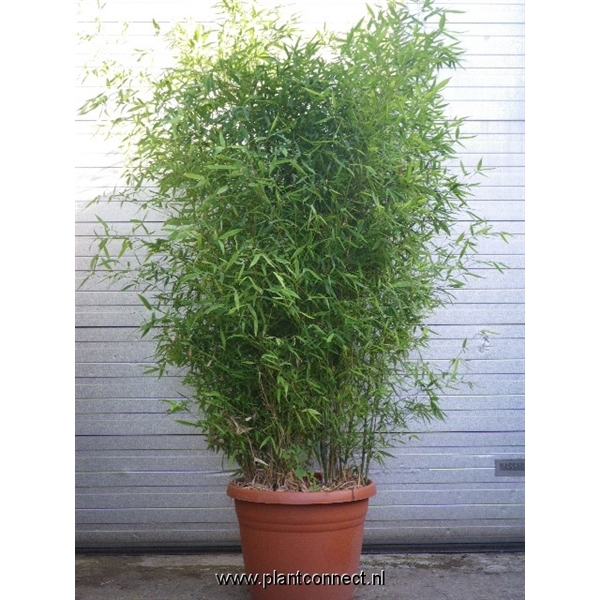 Phyllostachys aurea